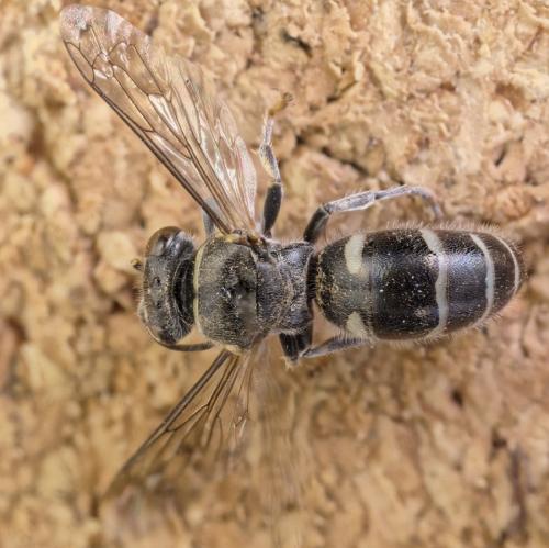 Bembecinus insulanus